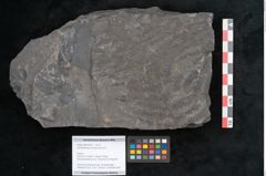 Foto (Objekt + Etikett) von Senftenbergia crenata Lindl. et H. (NHMW-GEO-2024-0188-10937)